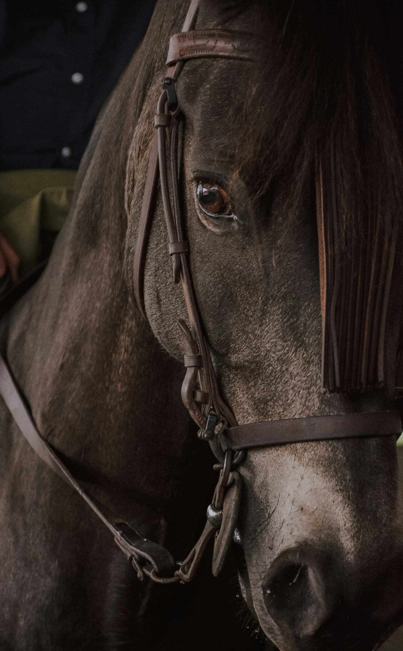 Cavalo escuro usando arreio de couro com detalhes em metal