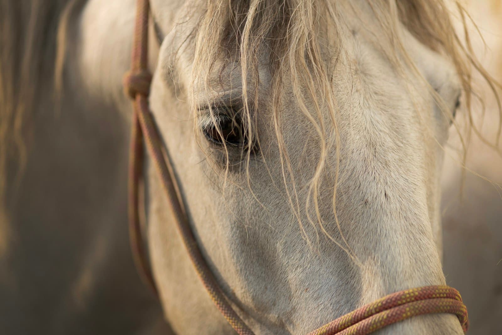 Detalhe do cabresto claro no rosto de um cavalo branco