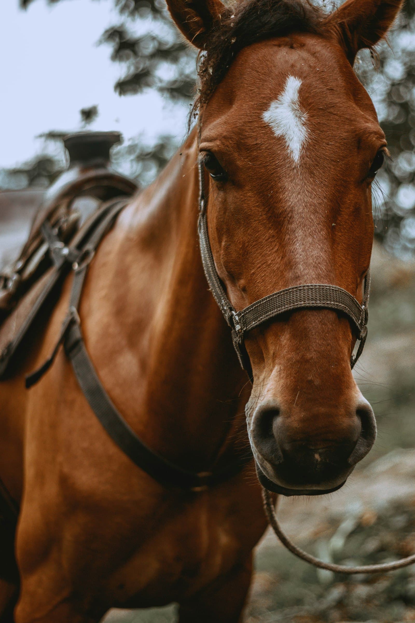 Cavalo alazão equipado com peitoral e cabresto de couro