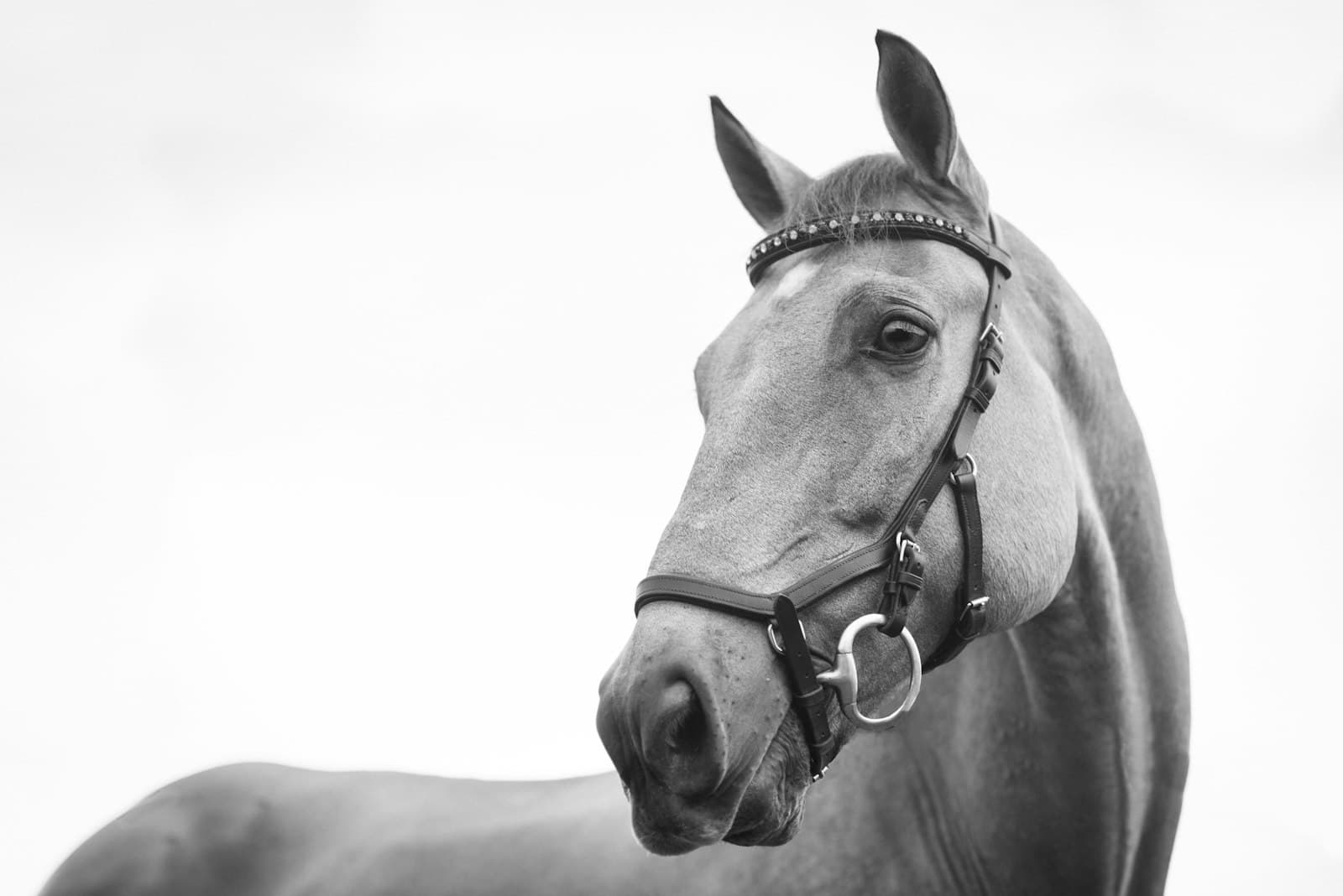 Retrato em preto e branco de cavalo com cabresto de couro