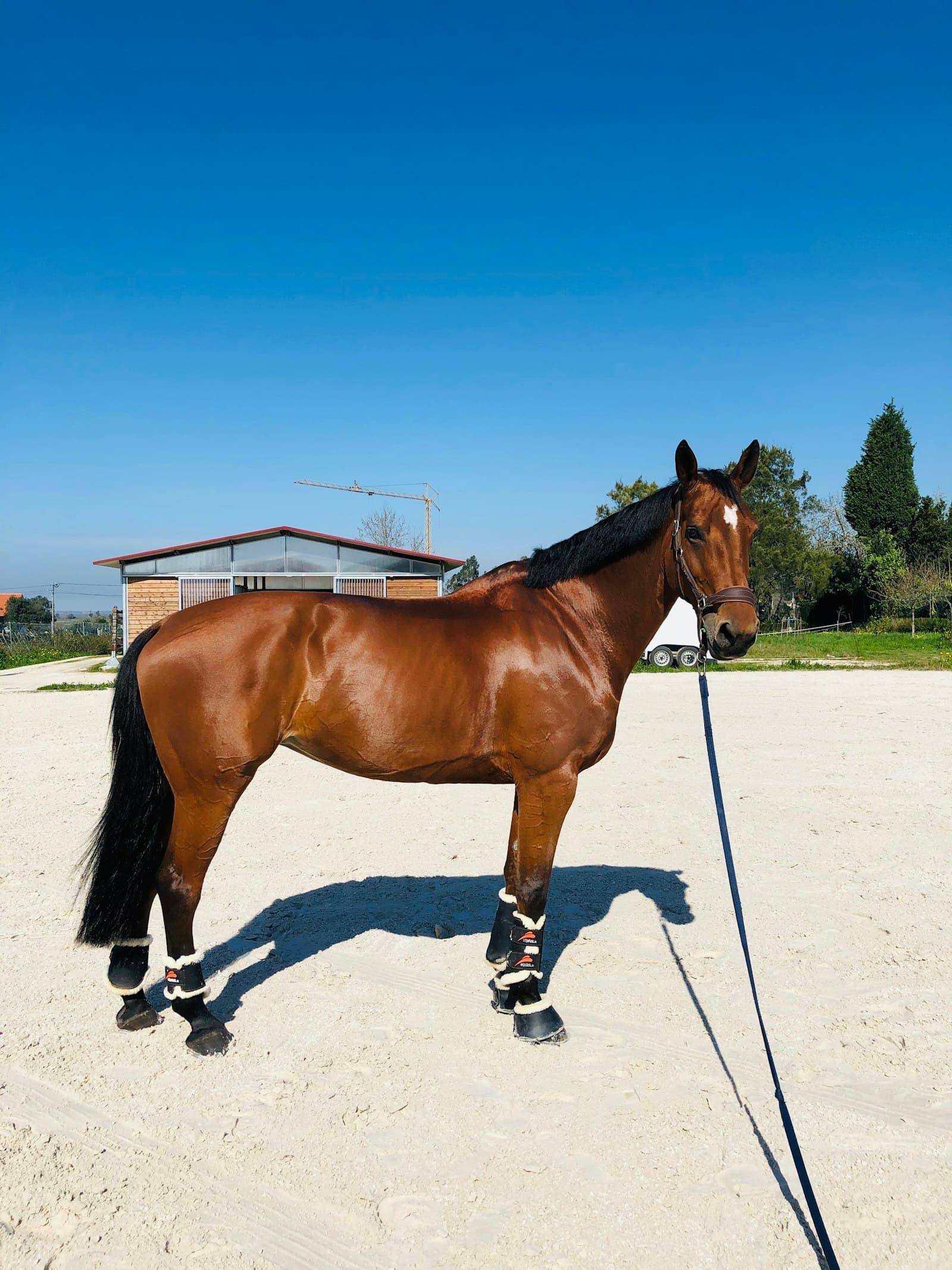Cavalo conduzido pela guia presa ao cabresto