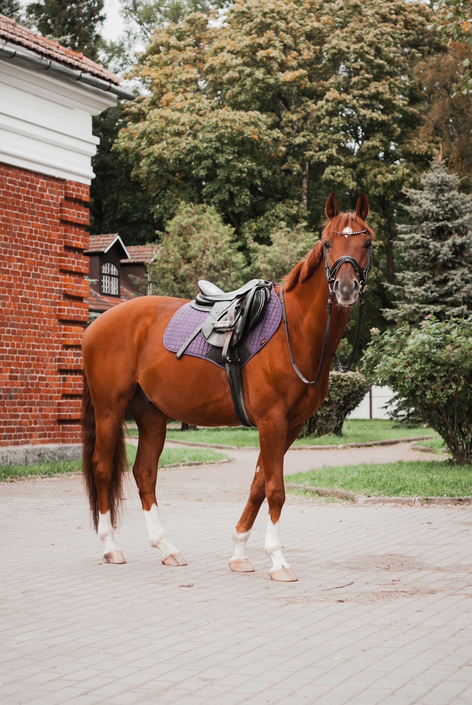 Cavalo selado com manta acolchoada sob a sela