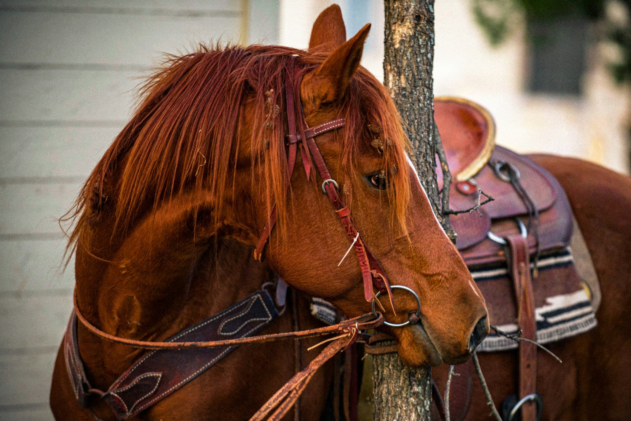 Cavalo alazão equipado com sela e arreio de couro artesanal